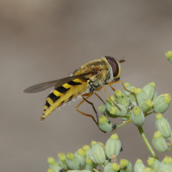 Syrphus o Epistrophe?   Syrphus vitripennis, femmina